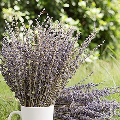 Hfloral Dried Lavender Bundles Natural Dried Lavender Dried Flowers Stems for Home Wedding Decoration Flower Arrangements Home