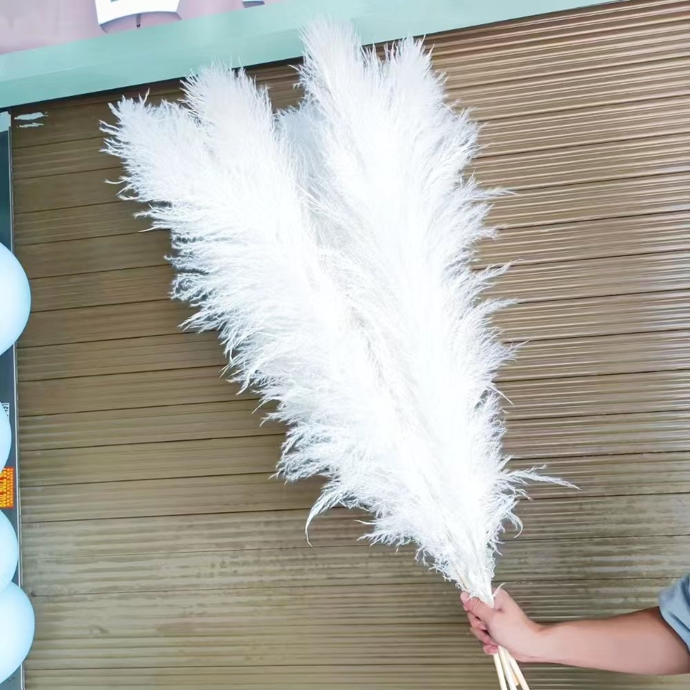 Factory direct selling Natural Dried Flowers Large Plume Beige Pampas grass for home wedding flowers decorations Pampas grass