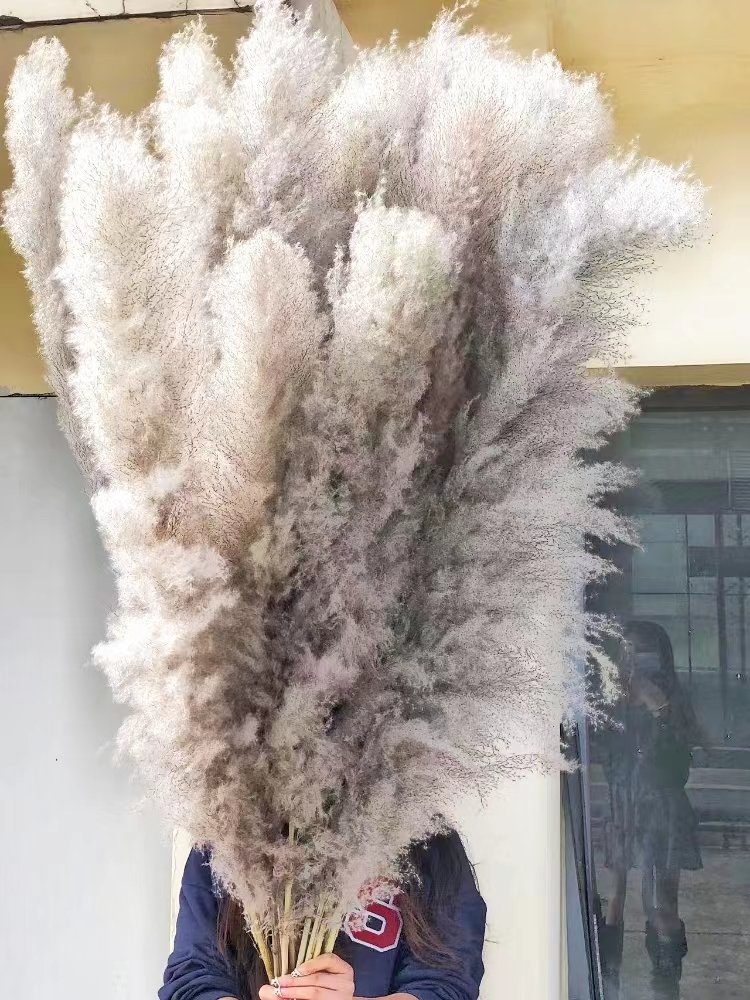 Factory direct selling Natural Dried Flowers Large Plume Beige Pampas grass for home wedding flowers decorations Pampas grass