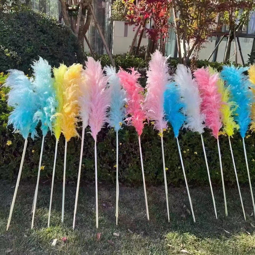 Factory direct selling Natural Dried Flowers Large Plume Beige Pampas grass for home wedding flowers decorations Pampas grass