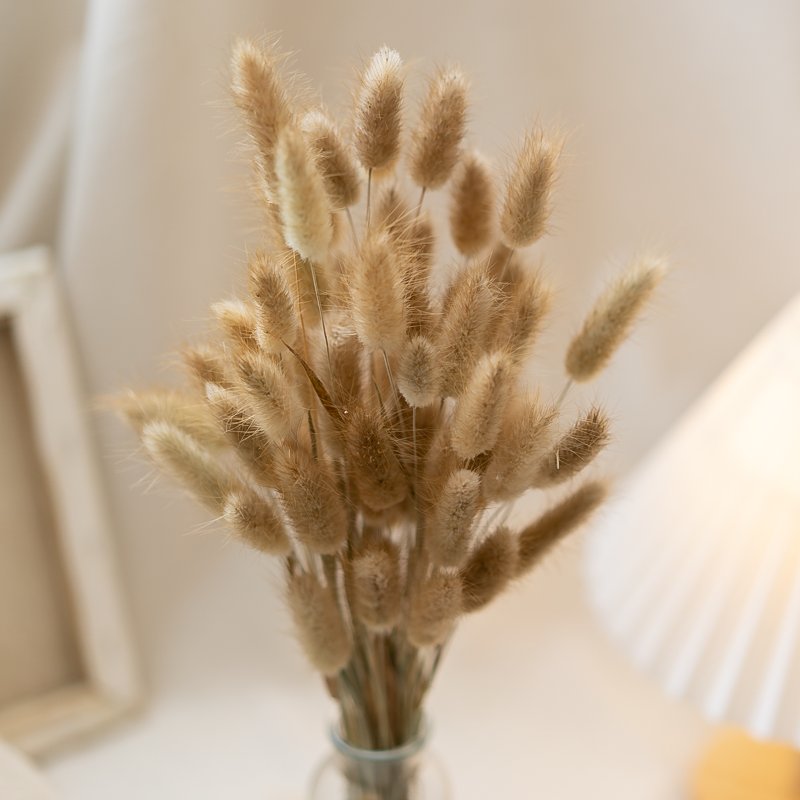 Factory Supply High Quality Bunny Tail Grass Dried Bouquet Rabbit Tail Grass For Home Decor Decorative Flowers