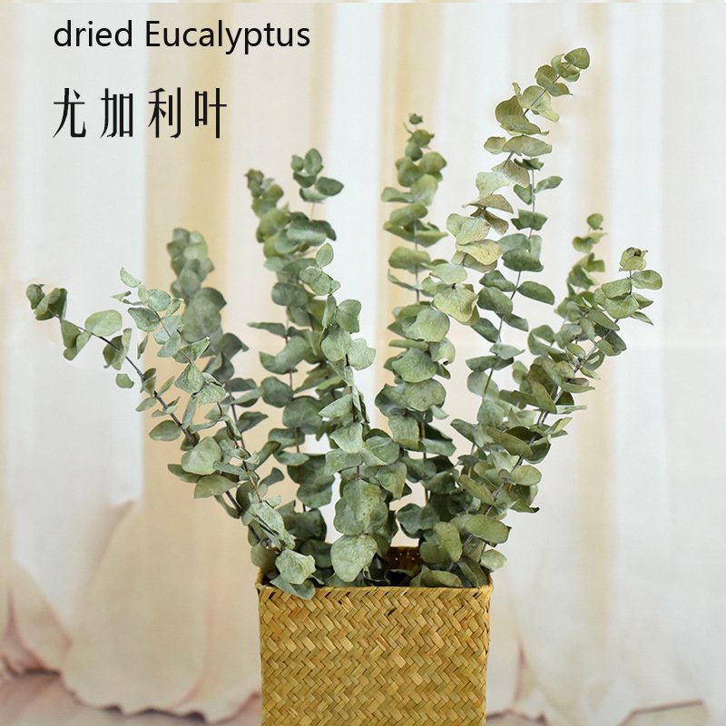 Wholesale dried flowers and plant flowers bouquet natural eucalyptus leaves for home weeding decoration