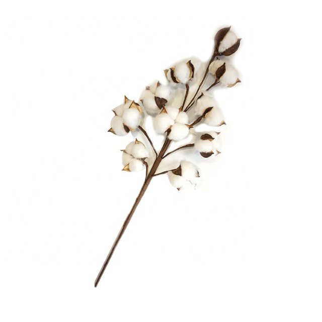 Dried Cotton Flowers with Stems for Weddings Home Decor Parties-Valentine's Day Gift Idea Amazon Best Seller Natural