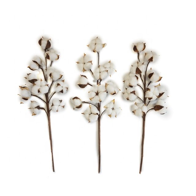 Dried Cotton Flowers with Stems for Weddings Home Decor Parties-Valentine's Day Gift Idea Amazon Best Seller Natural