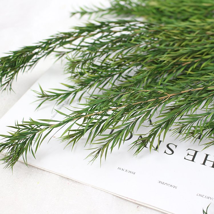 SumFlora China wholesale dried flowers for home decoration preserved flower melaleuca bracteata