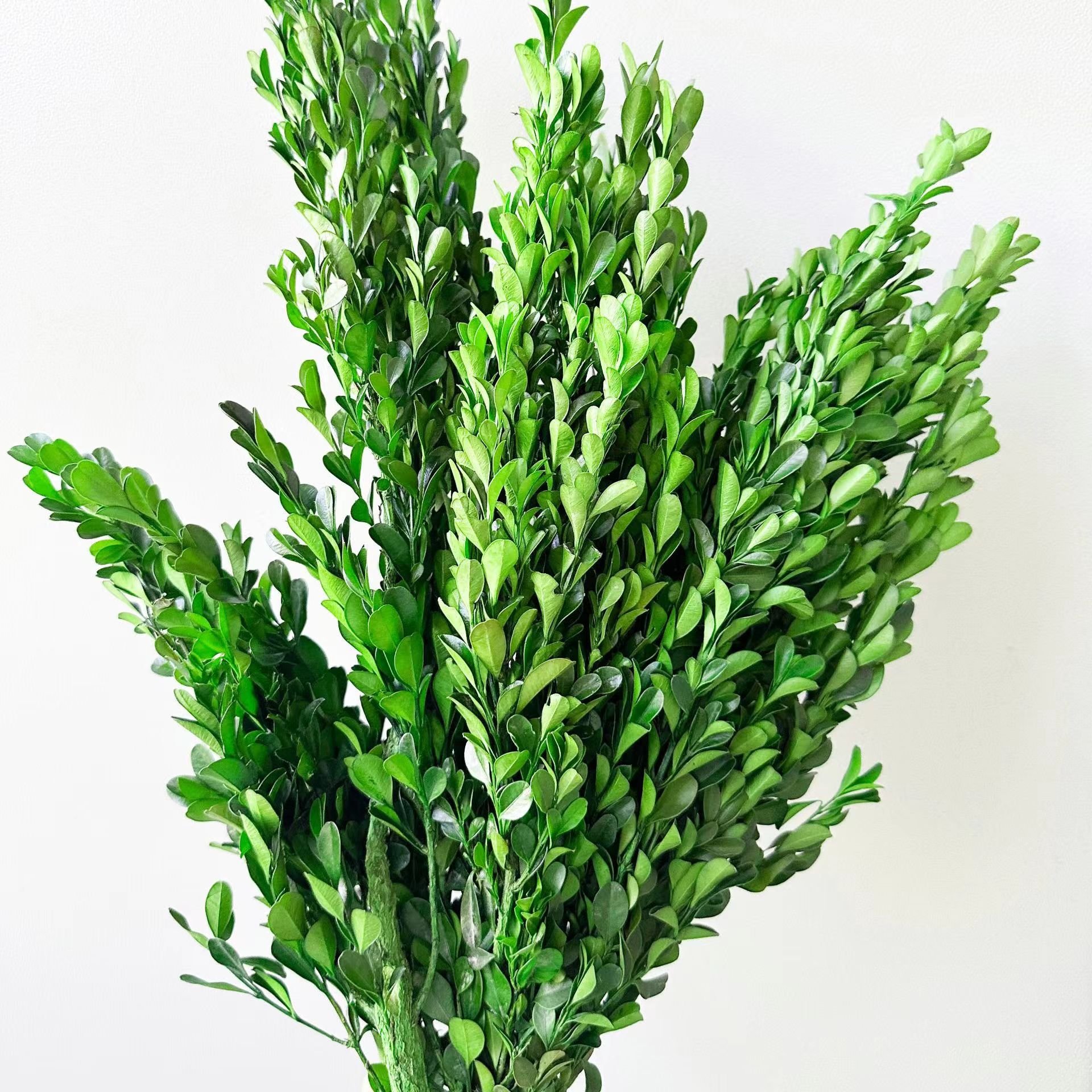 AX-70 High Quality Preserved Greenery Natural Dried Foliage Stems Boxwood Branches For Wedding Home Decoration