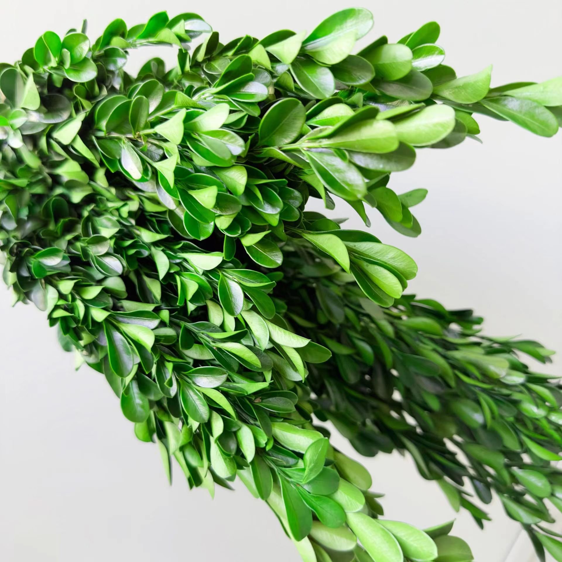 AX-70 High Quality Preserved Greenery Natural Dried Foliage Stems Boxwood Branches For Wedding Home Decoration