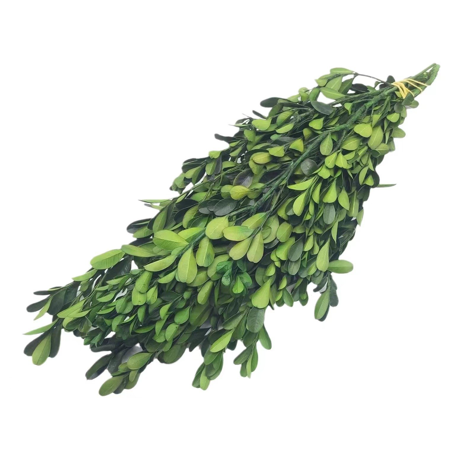AX-70 High Quality Preserved Greenery Natural Dried Foliage Stems Boxwood Branches For Wedding Home Decoration
