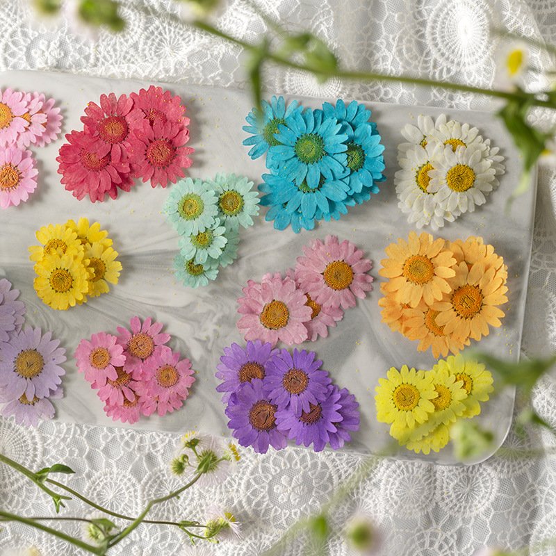 12PCS Natural Real Colorful Pressed Dried Daisy Flower for Jewelry Making Phone Case Decor