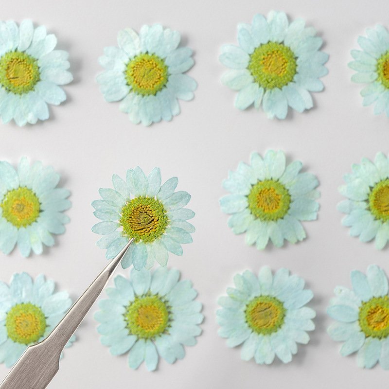 12PCS Natural Real Colorful Pressed Dried Daisy Flower for Jewelry Making Phone Case Decor