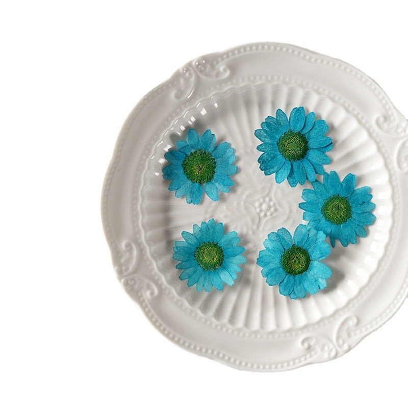 12PCS Natural Real Colorful Pressed Dried Daisy Flower for Jewelry Making Phone Case Decor
