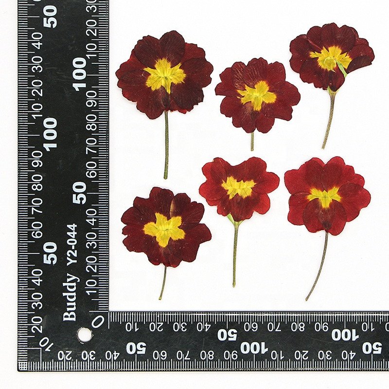 hotsale DIY material Dried Primula acaulis hybrid Primrose pressed flowers for Nail Art resin Jewelry Postcard candle decoration