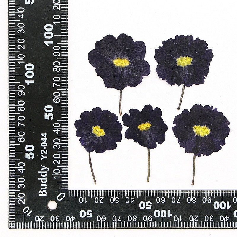 hotsale DIY material Dried Primula acaulis hybrid Primrose pressed flowers for Nail Art resin Jewelry Postcard candle decoration