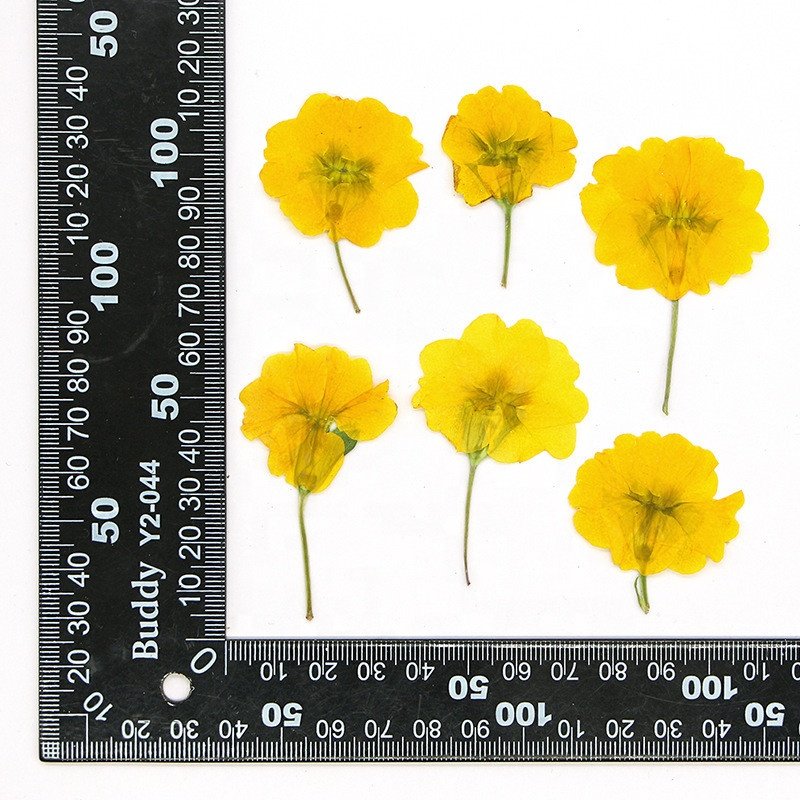 hotsale DIY material Dried Primula acaulis hybrid Primrose pressed flowers for Nail Art resin Jewelry Postcard candle decoration
