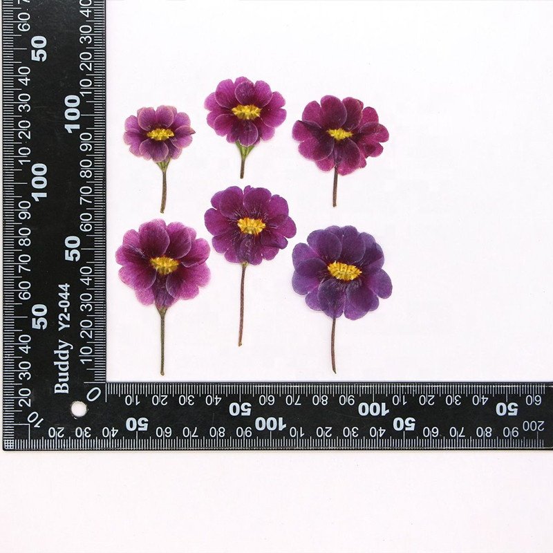 hotsale DIY material Dried Primula acaulis hybrid Primrose pressed flowers for Nail Art resin Jewelry Postcard candle decoration