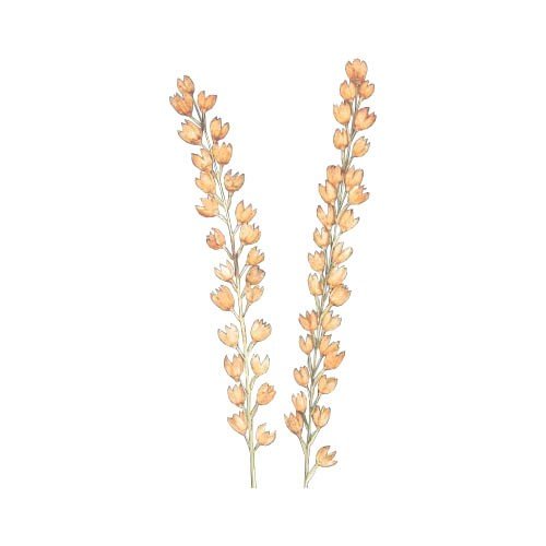 According to Buyer Requirement Decorative Handmade Hibiscus Stick Dried Flower Dried Plant Single Stem Natural Wedding Decor