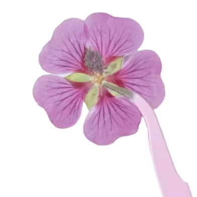 Shrub Althea Petal DIY Candle Soap Making Natural Plant Eco-friendly Dried Pressed Flower