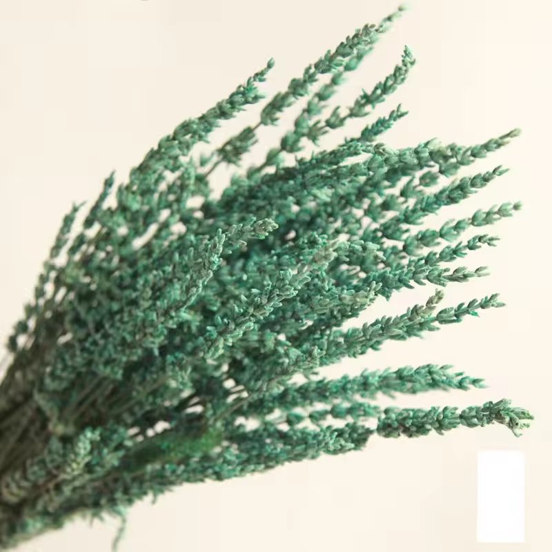 natural Real Dried flower preserved lavender For Boho Decor Home Decoration