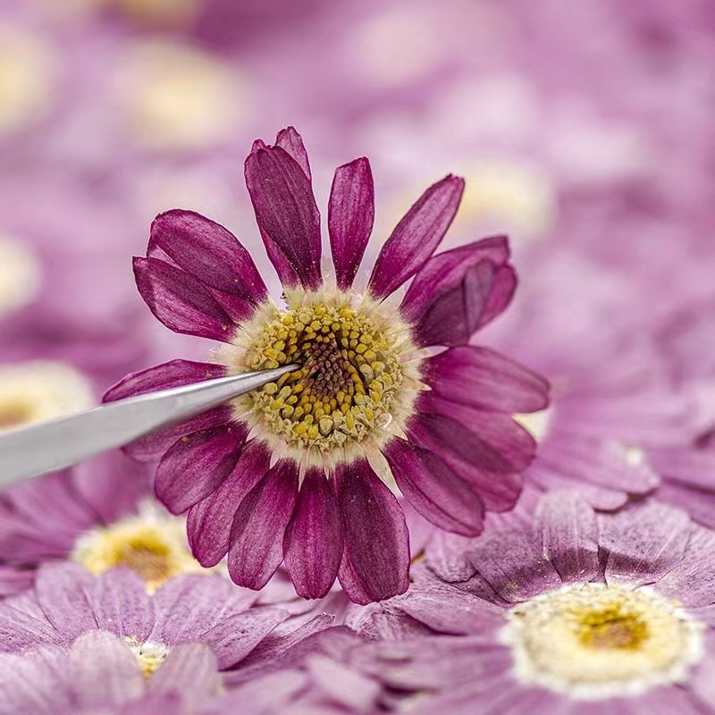 MNR2018 Mini daisy real flower petals artificial flower for DIY phone case resin