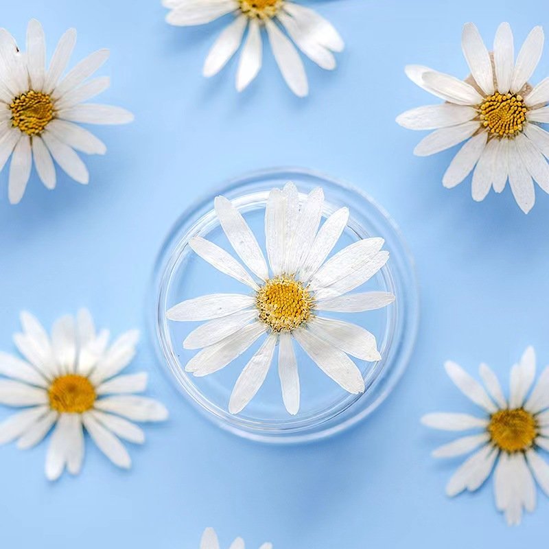 MNR2018 Mini daisy real flower petals artificial flower for DIY phone case resin