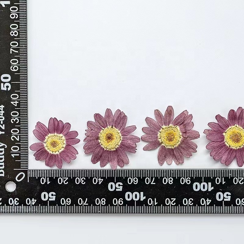 MNR2018 Mini daisy real flower petals artificial flower for DIY phone case resin