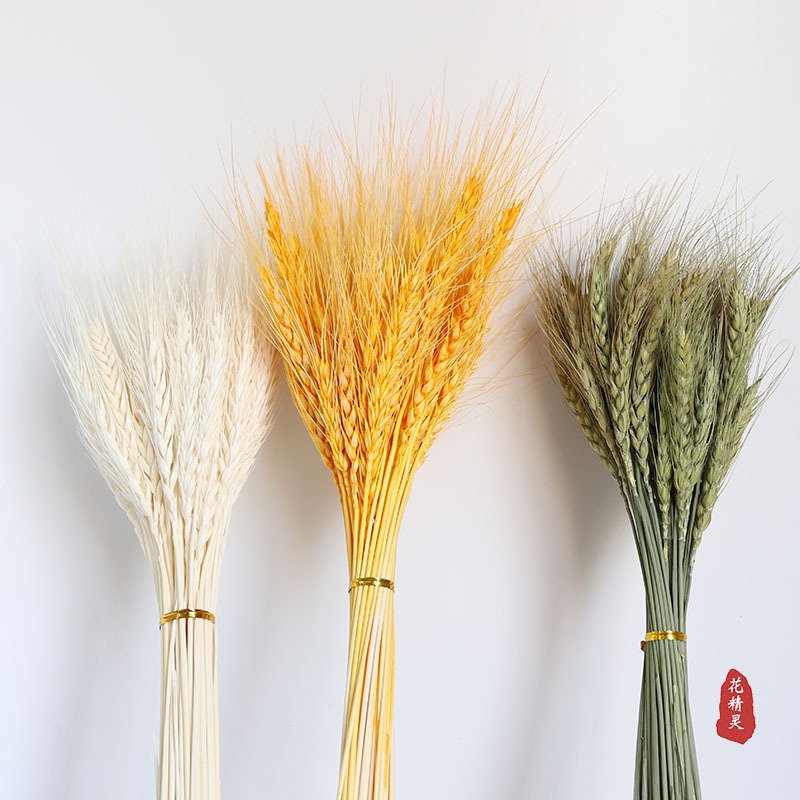 Real Preserved Flower White Green Color Dried Wheat Bouquet For Shop Home Indoor Decor