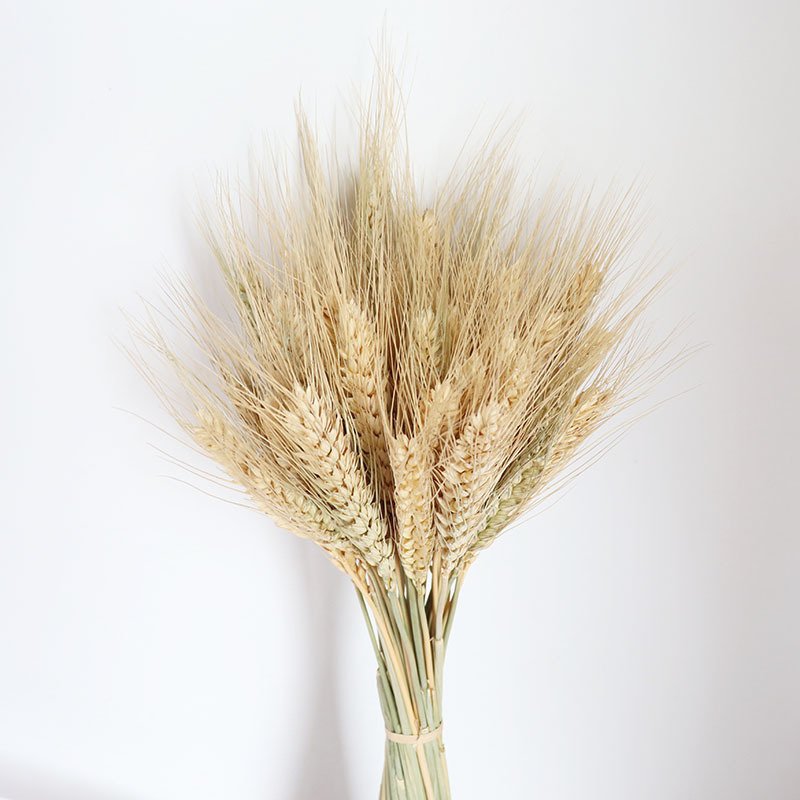 Real Preserved Flower White Green Color Dried Wheat Bouquet For Shop Home Indoor Decor