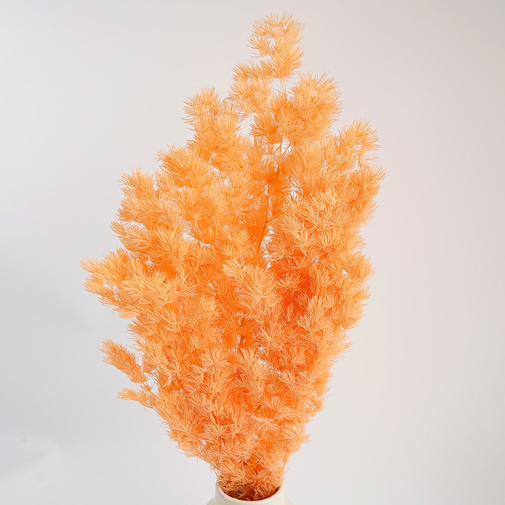 Manufacturer Natural Dried Flower Immortal Flower Preserved Plants Penglai Pine for Home Party Wedding Decoration