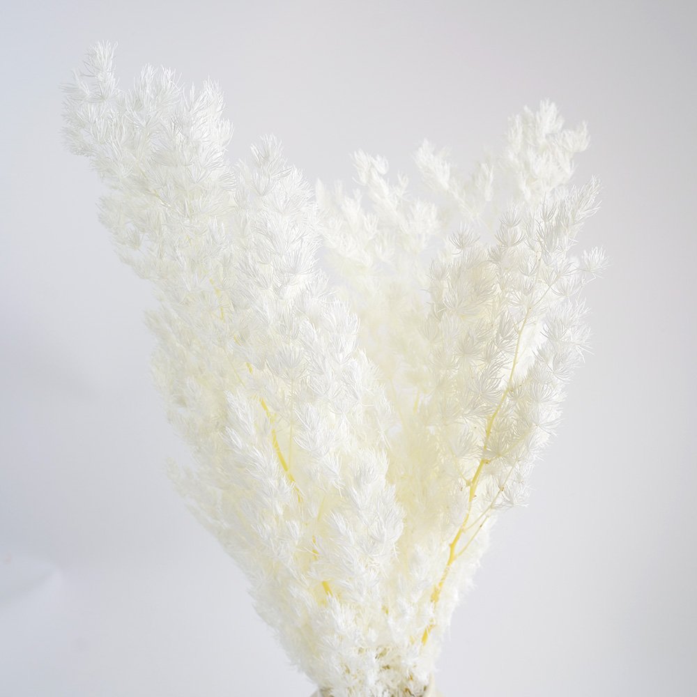 Manufacturer Natural Dried Flower Immortal Flower Preserved Plants Penglai Pine for Home Party Wedding Decoration