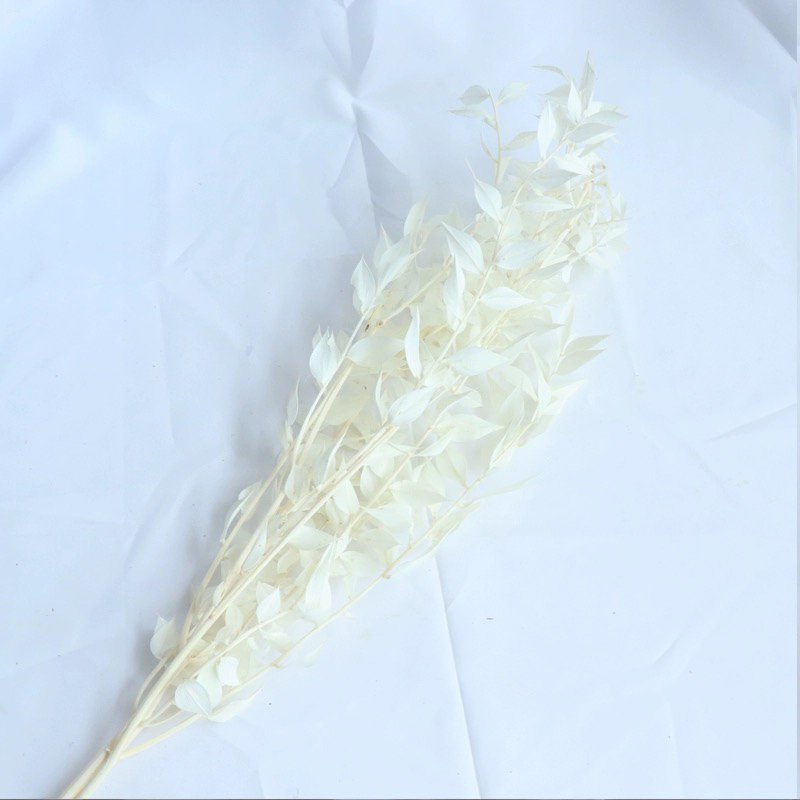 Dried Real White Eucalyptus Italian Ruscus Stems Preserved Bleached Eucalyptus Small leaves
