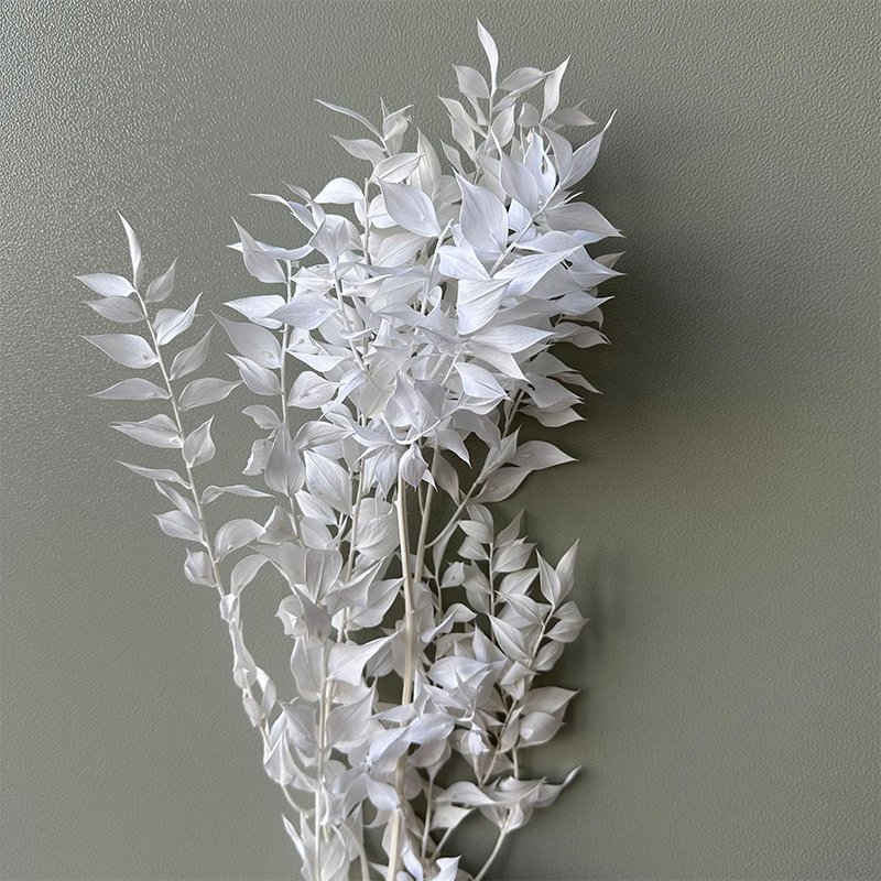 Dried Real White Eucalyptus Italian Ruscus Stems Preserved Bleached Eucalyptus Small leaves