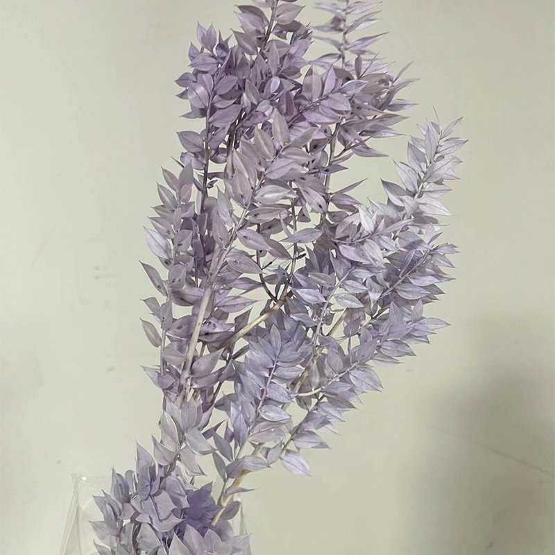 Dried Real White Eucalyptus Italian Ruscus Stems Preserved Bleached Eucalyptus Small leaves