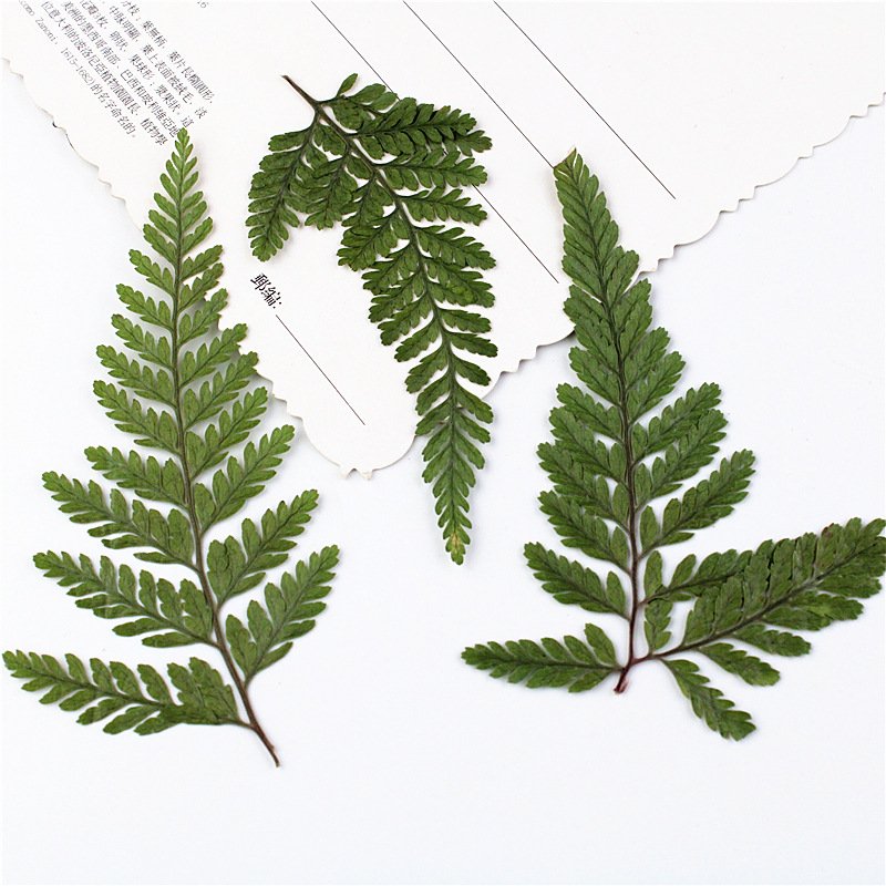 Pennisetum Natural Processed Dried Floral Palm Leaves Dry Dauallia Bullata