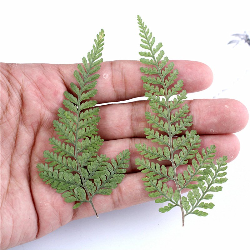 Pennisetum Natural Processed Dried Floral Palm Leaves Dry Dauallia Bullata