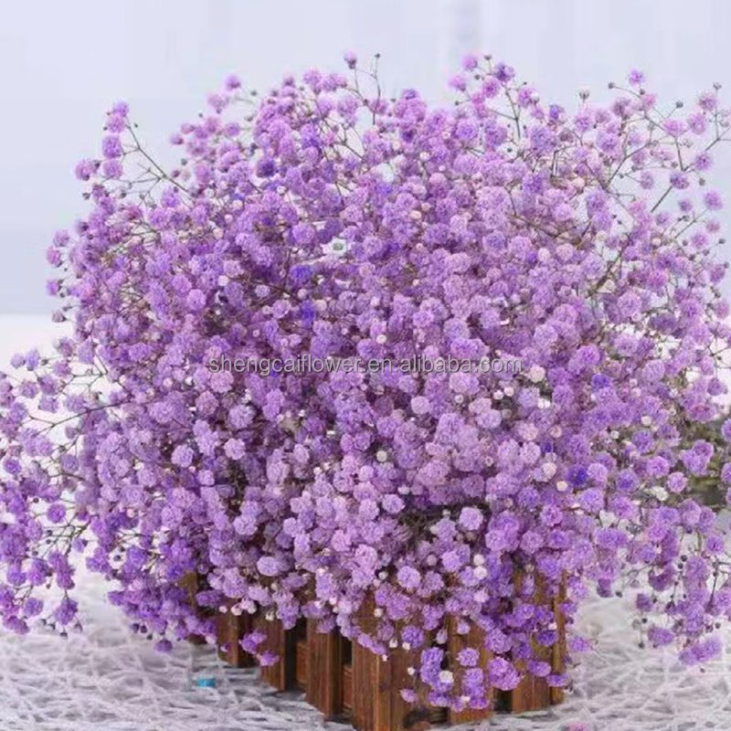 Wholesale Gypsophila Bouquet Dried Flower Preserved Babys Breath Flowers White Color For Wedding or House decoration