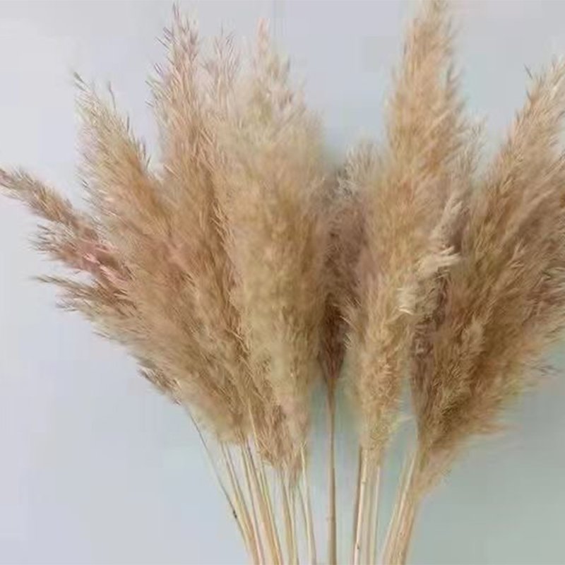 Boh Home Wedding Decor Immortal Dried Flower Colorful Large Pampass Grass