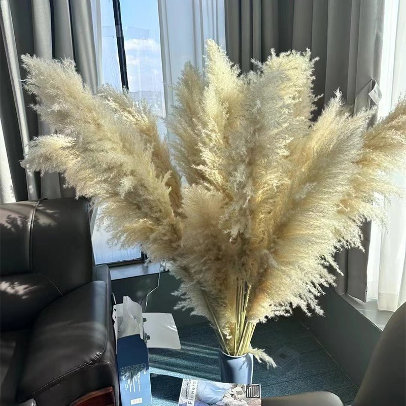 Boh Home Wedding Decor Immortal Dried Flower Colorful Large Pampass Grass