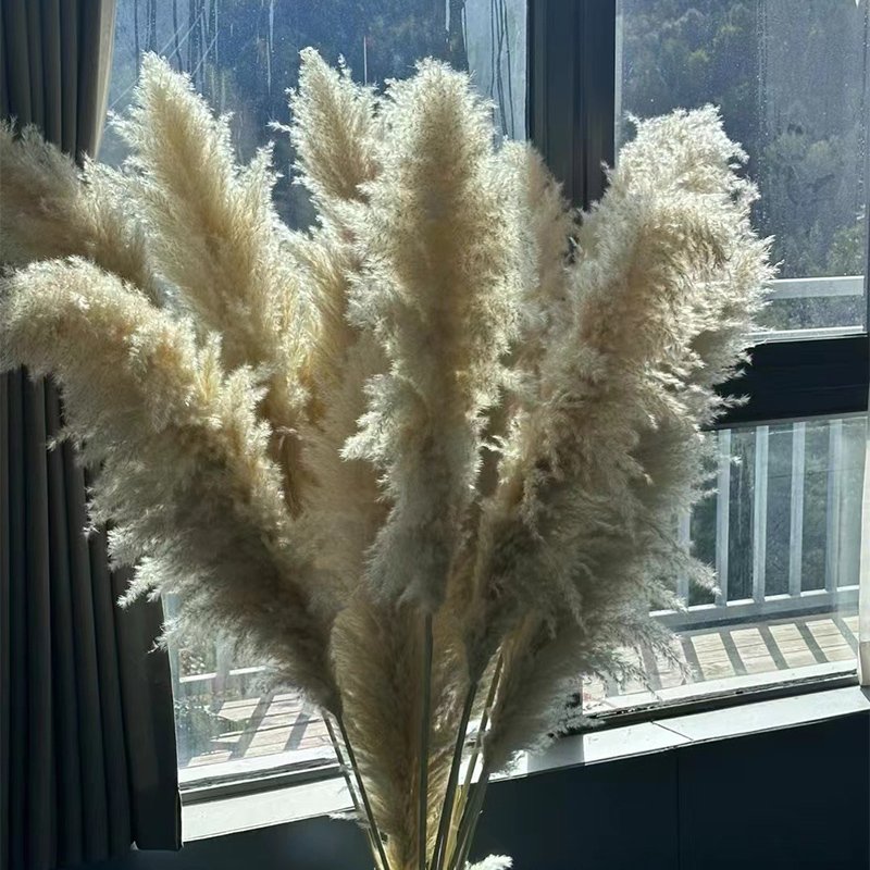 Boh Home Wedding Decor Immortal Dried Flower Colorful Large Pampass Grass