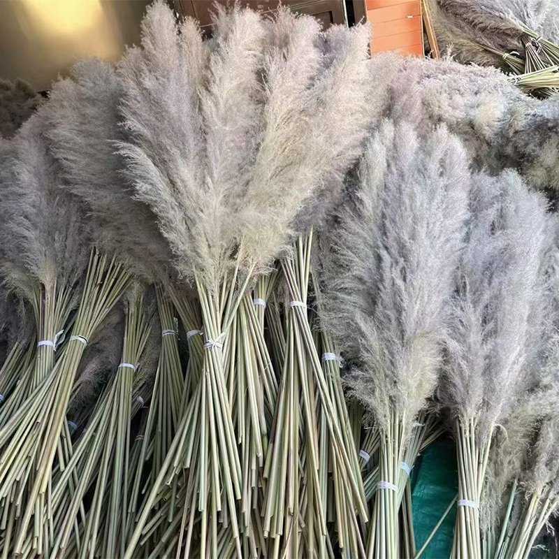 Boh Home Wedding Decor Immortal Dried Flower Colorful Large Pampass Grass