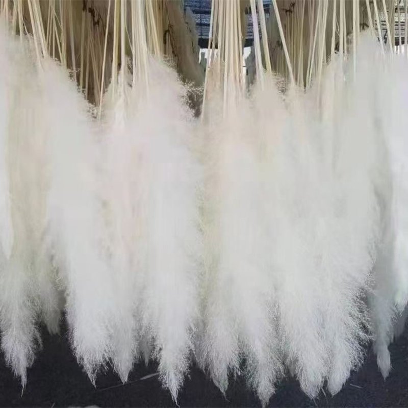 Boh Home Wedding Decor Immortal Dried Flower Colorful Large Pampass Grass