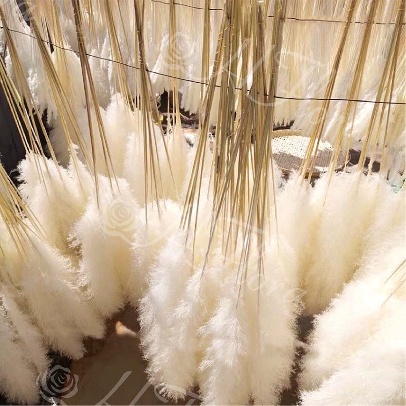 HFloral Wholesale Dried Pampas Grass Dried Flowers And Plants Bouquet Boho Decor For Home Decoration