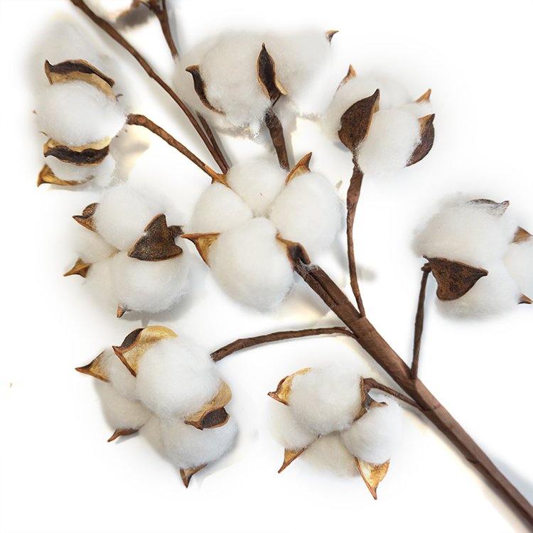 Home wedding decor china colored preserved dry cotton boll artificial dried flowers