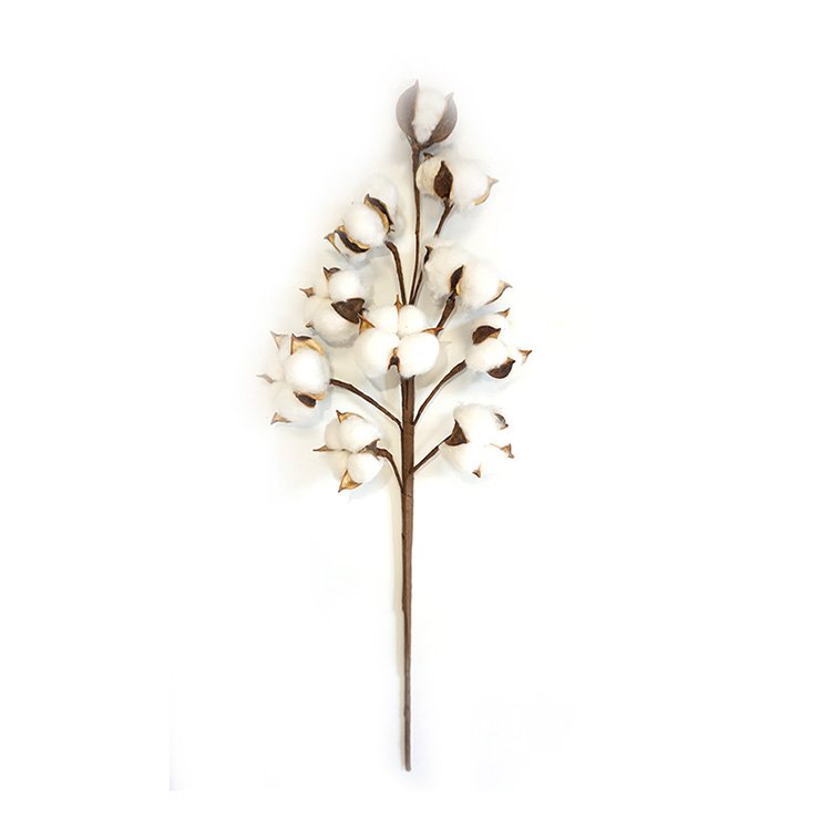 Home wedding decor china colored preserved dry cotton boll artificial dried flowers