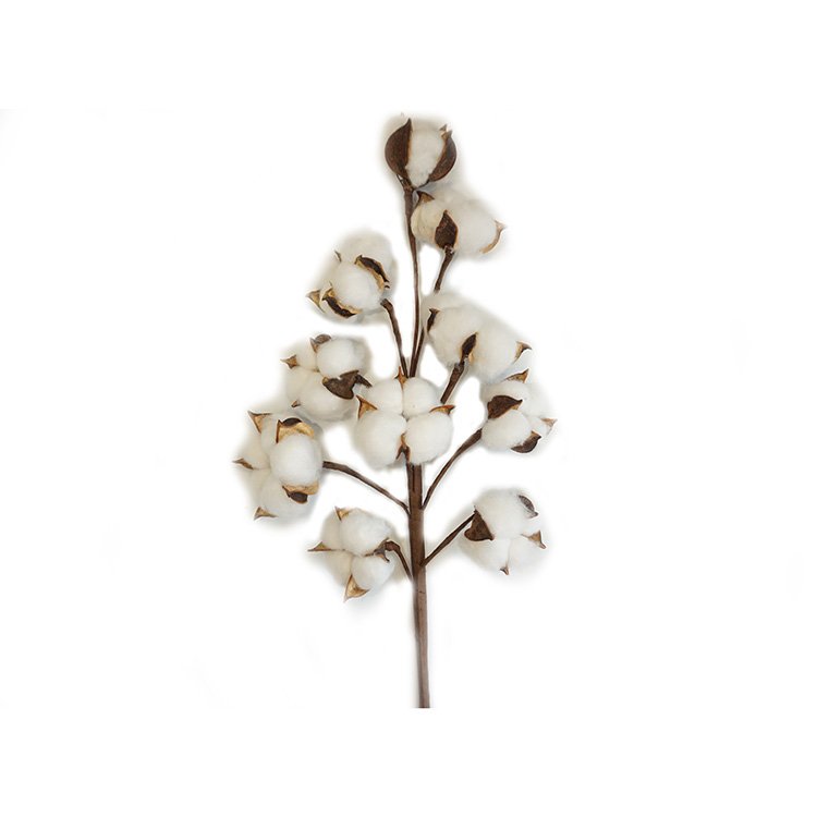 Home wedding decor china colored preserved dry cotton boll artificial dried flowers