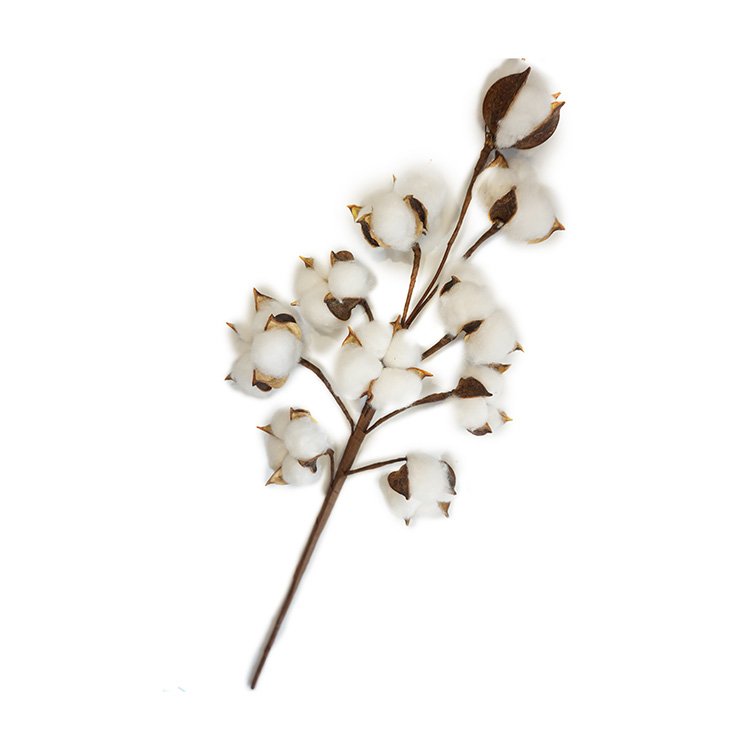 Home wedding decor china colored preserved dry cotton boll artificial dried flowers