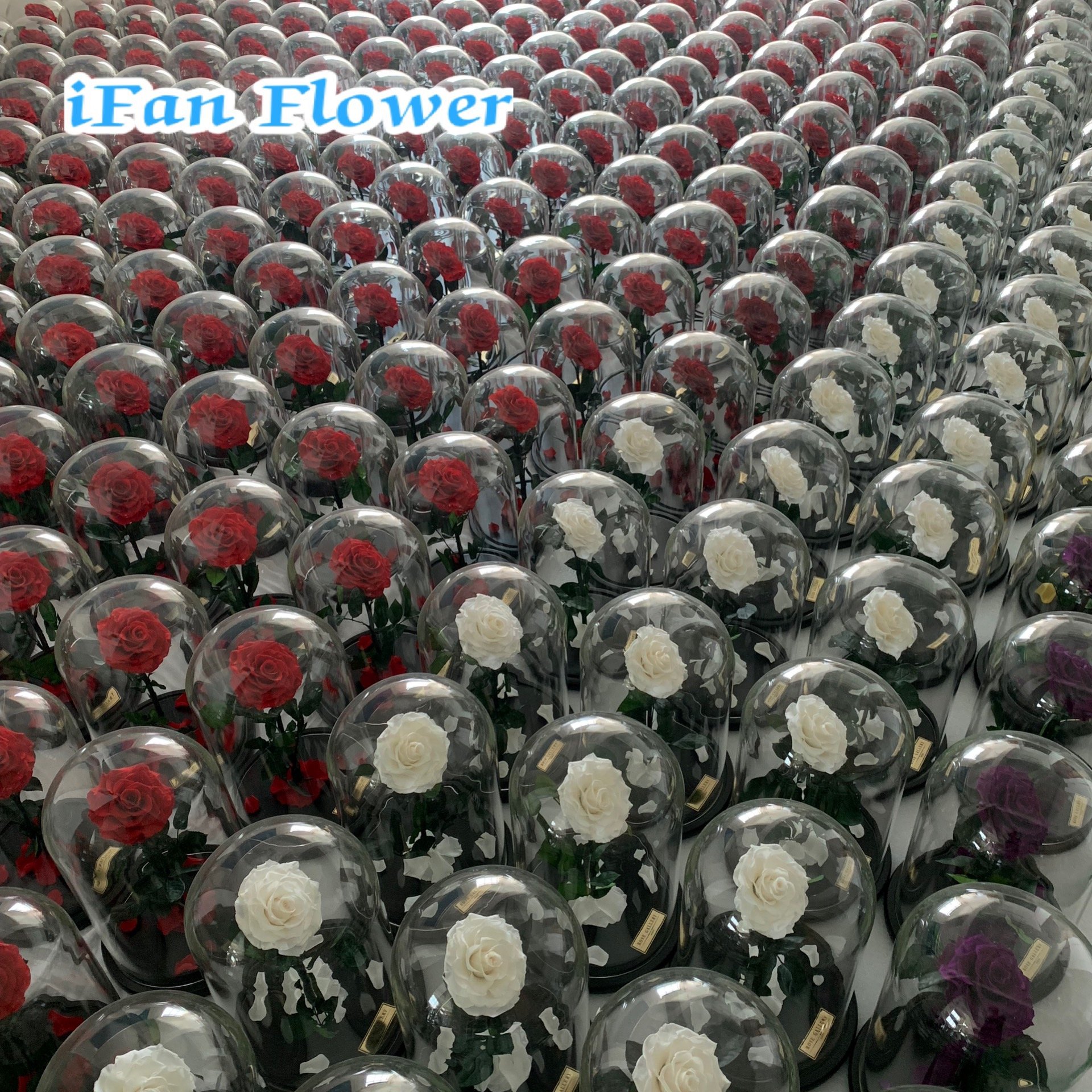 Hot-selling rose preserved rose in glass Decoration flowers in Glass wholesales selling