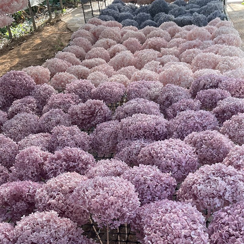 DIY Material Amazon Hot Selling 2023 Immortal Preserved Hydrangea Flower for Wedding Decoration Home Decor
