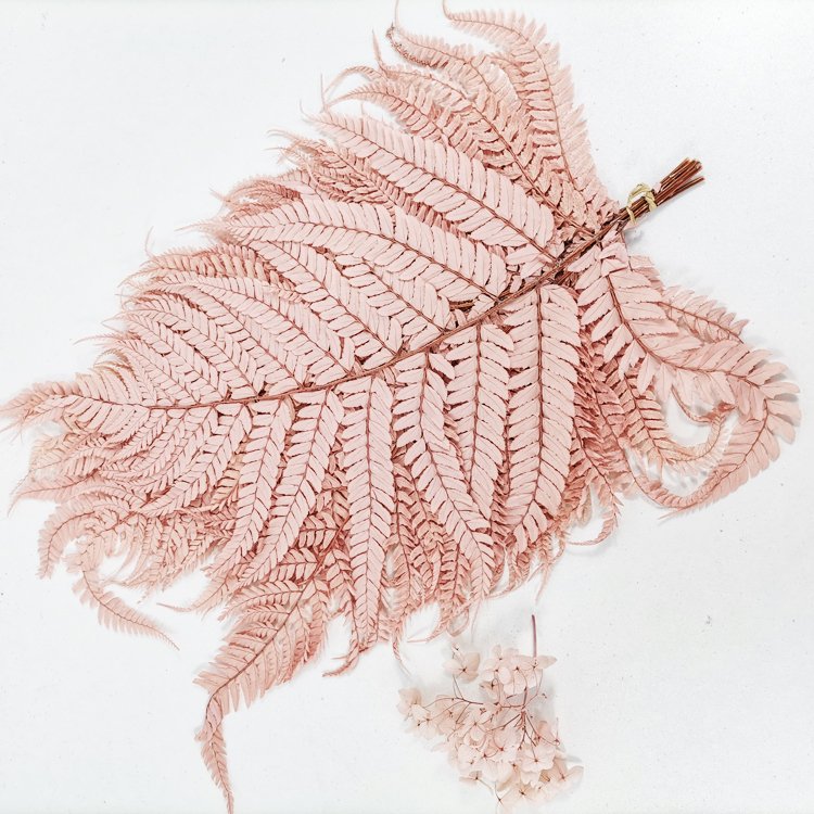SumFlora Hot sale high quality new dried beauty herbal flowers for wedding decoration preserved flower big fern leaf