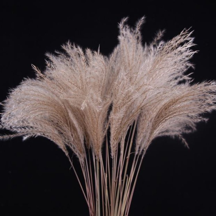 Sumflora Kunming factory supply Best Gift natural white jade Christmas flowers plants dried flowers hossu grass