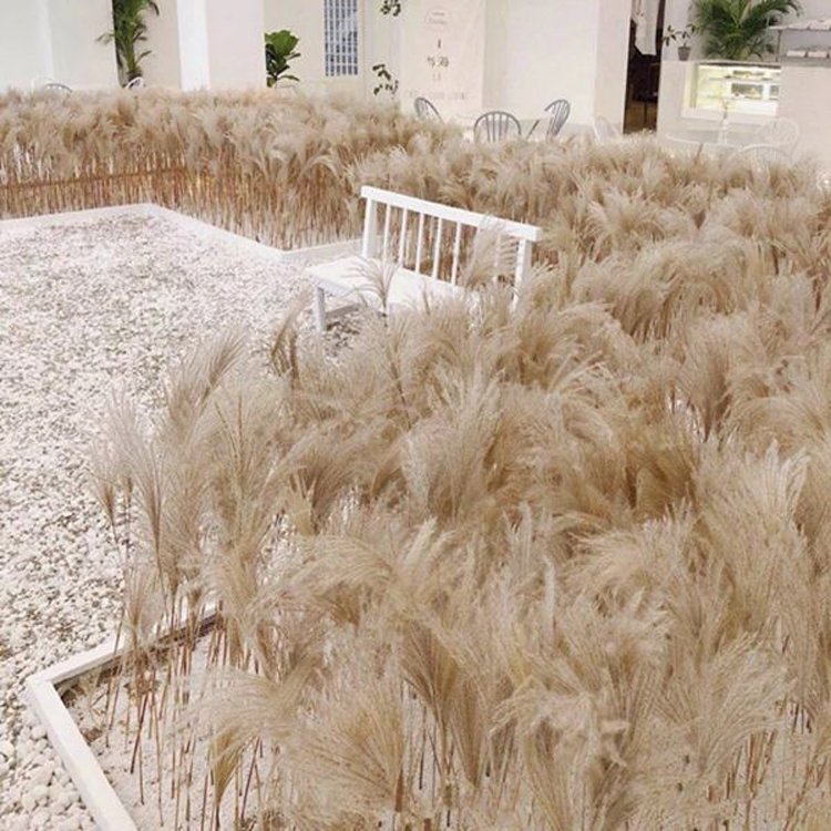 Sumflora Kunming factory supply Best Gift natural white jade Christmas flowers plants dried flowers hossu grass